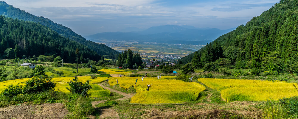 Fukushimashinden’s Rice Terraces村