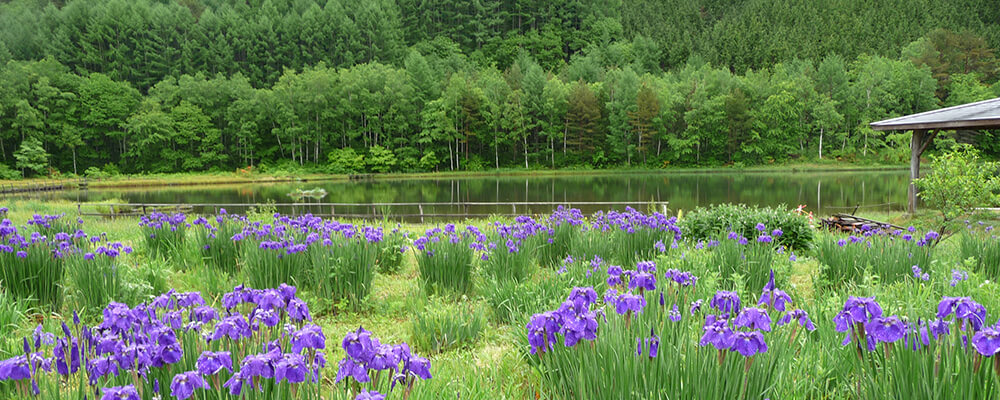 Ayame Park Pond (Suge Odaira Reservoir)村